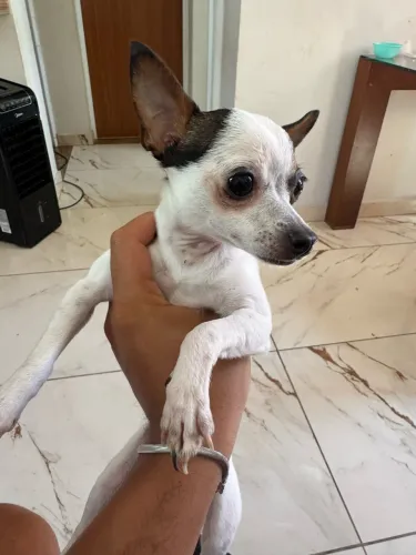 Pinscher 0 preto 6 mês não cresc mais dócil