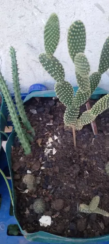 vendo muda de cactus