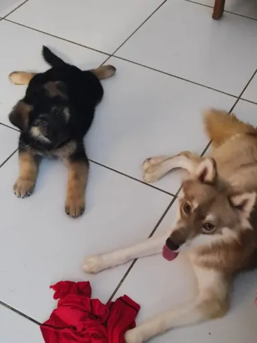 Doação casal de husky e um filhote de pastor capa preta