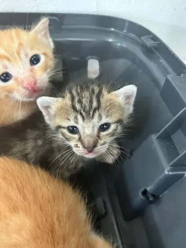 Gato fofinho laranja 