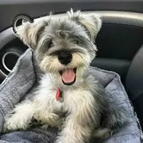 schnauzer São cães vigilantes.