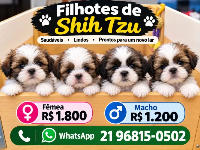 Shih tzu macho e fêmea raça pura lindos pelo seda