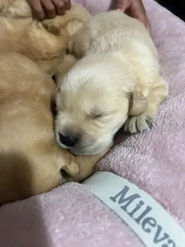 Lindos filhotes Golden retrivier 