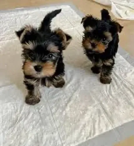 Cachorro adoção