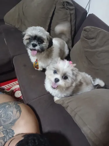 Vendo filhotes de Shitzu
