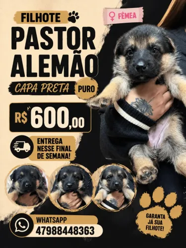 Pastor alemão capa preta
