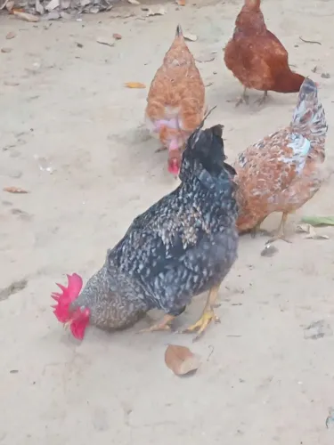 Vendo galinha 