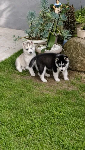 Husky Siberiano Macho