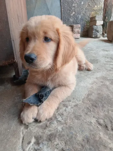 Golden retriever o filhote que todo amor merece