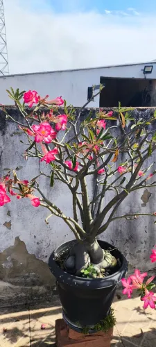 Rosa do deserto