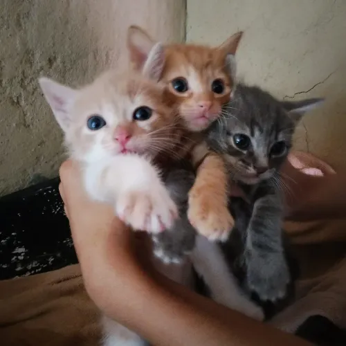 Doação de gatinhos 