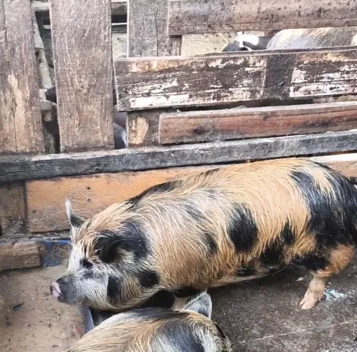 Vende-se porca caruncha pequeno porte prenha de dois meses