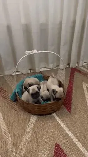 Filhotes de pug macho