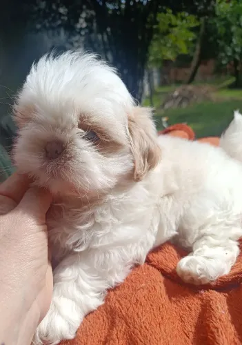 Shih tzu branco com areia 