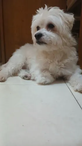 Cachorro Maltipoo