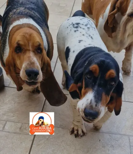 Bassethound Lindas Dóceis e Saudáveis 