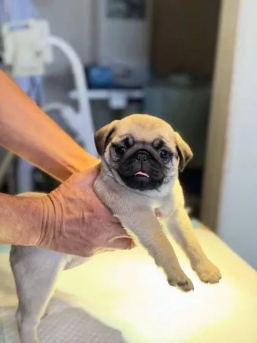 Filhotes de Pug | Rabinho que não para de balançar