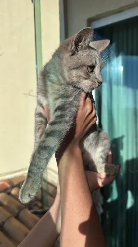 Adoção Gato Cinza