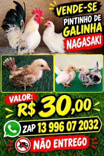 Pintinho galinhas Nagasaki