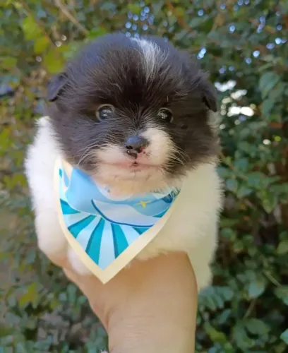 LULU MACHO CBKC