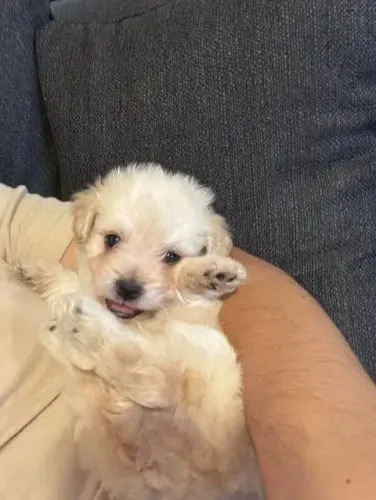 Filhote Maltês Super Dócil e Brincalhão