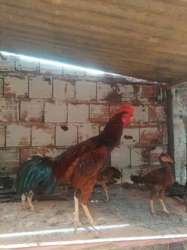 Galo caipira novo