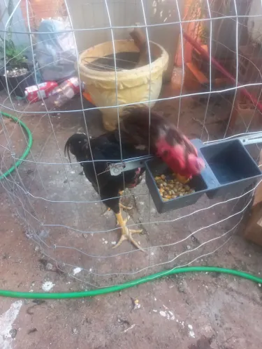 Vedo galo idio de raça mura.