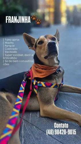 Adoção Responsável desse filhotão lindo!