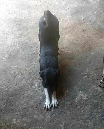 Doação de cachorros