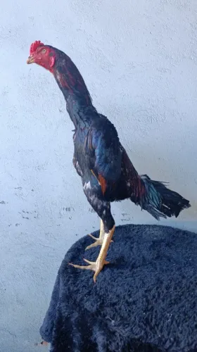 Galo e galinha da raça shamo, puro.