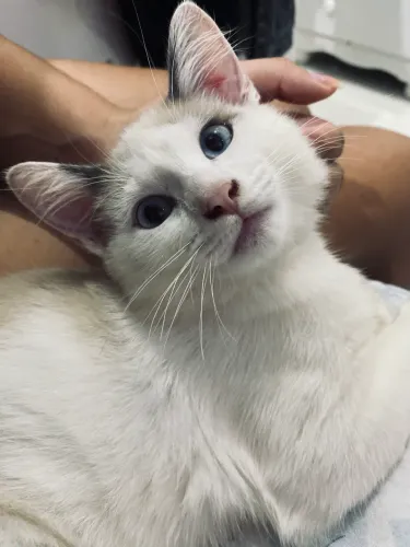 Estou doando esse gato!