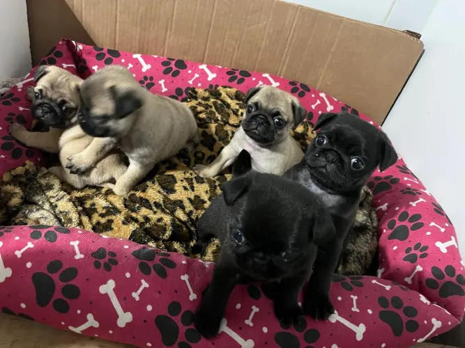 Lindos filhotes de pug a venda