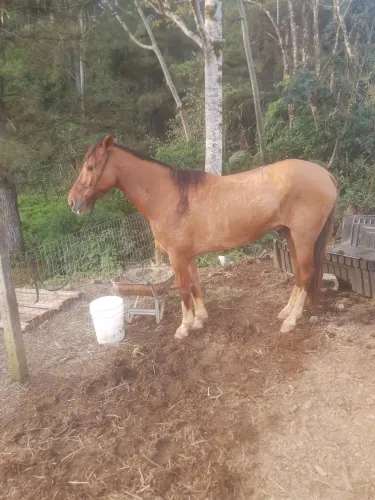 Cavalo campolina 