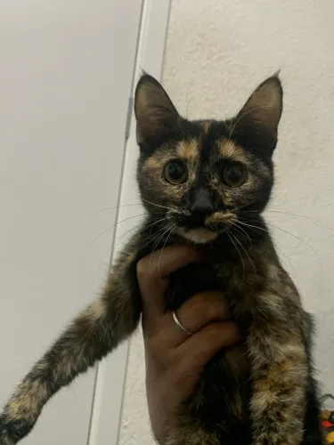 doação gata femea