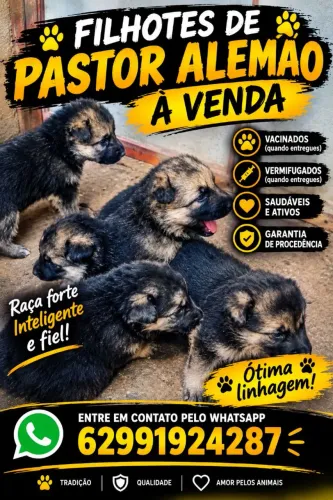 Filhotes de pastor alemão a venda