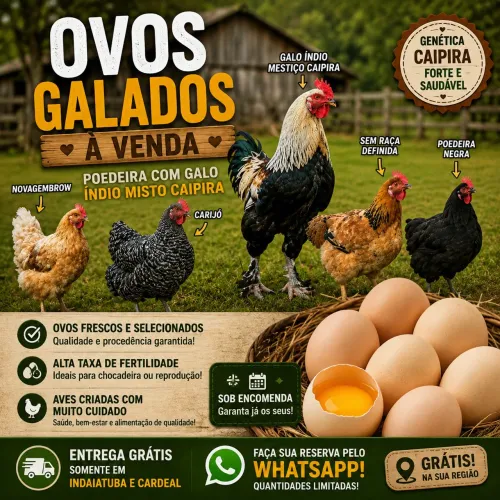 Ovos Férteis