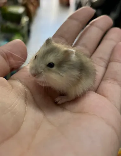 Hamster Anão Russo Caramelo 