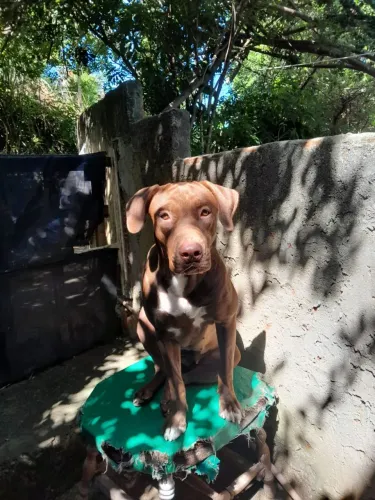 Adote a Laila