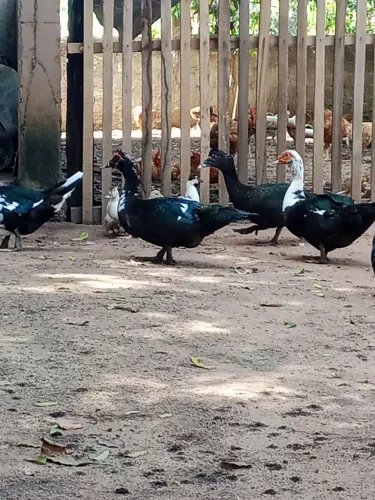 Pato
