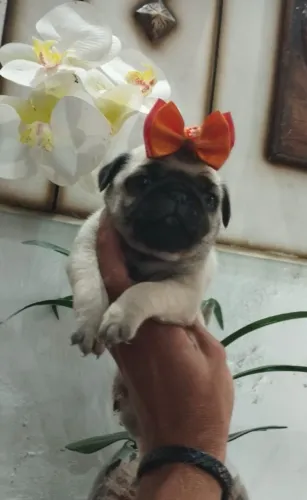 Amizade em formato de Pug: O companheiro perfeito para sua casa
