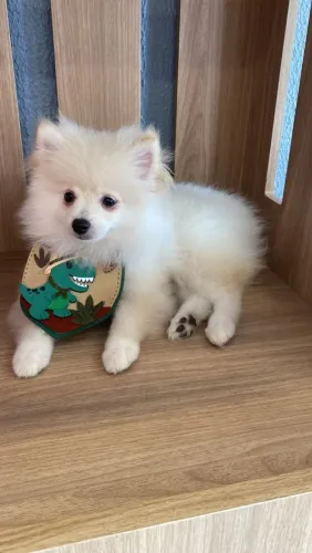 Lulu da Pomerânia