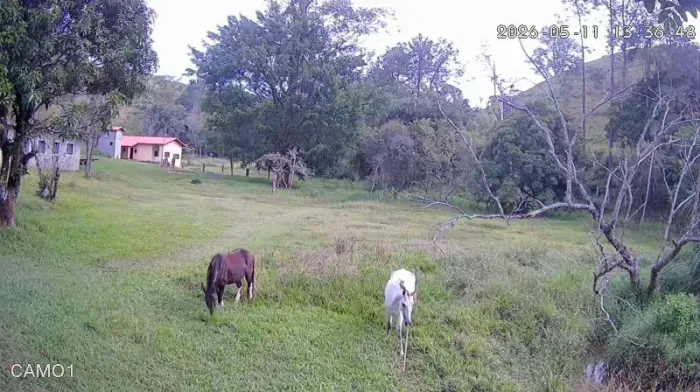 Cavalos pra Doação 