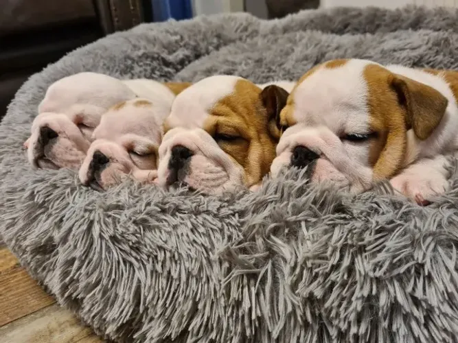O Bulldog Inglês perfeito para sua família! Chama no WhatsApp e escolha o seu.