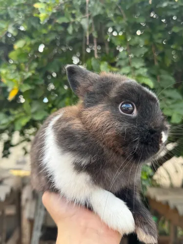 Coelho anao netherland dwarf adulto