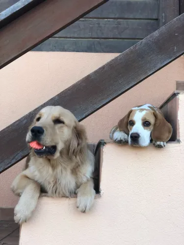 Golden Retriever Macho 1 ano