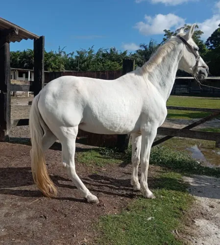 Égua Mangalarga Marchador
