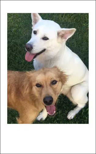 Doo casal Akita fêmea  e vira lata macho