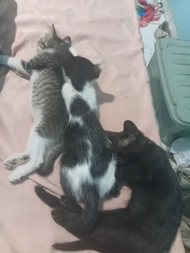 Gatinhos para adoção