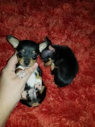Pinscher casal pretos e belos juntos 