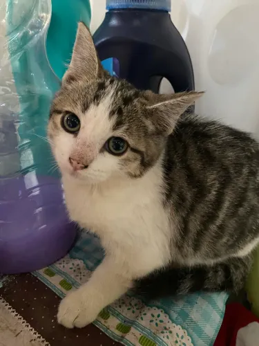 Doação de gatos